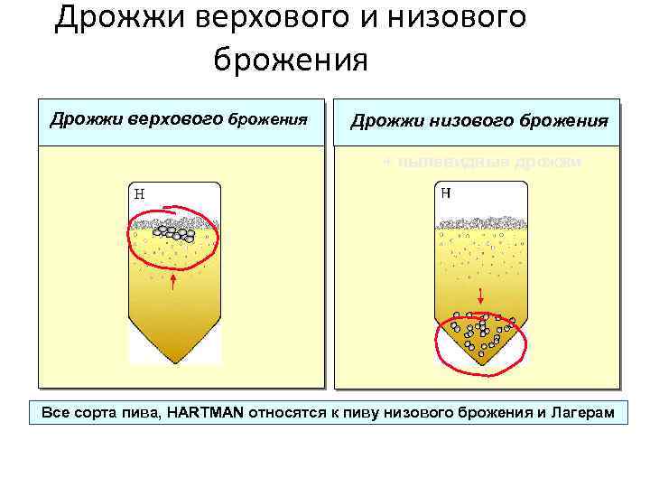 Длительность и температура брожения пива